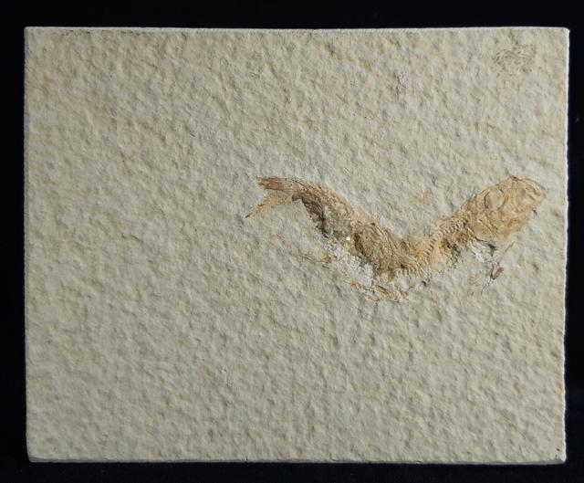 Leptolepides sprattiformis (BLAINVILLE 1818) - Bild © FossNet FossilienStore